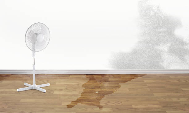 Best Professional water damage repair  in Knightstown, IN